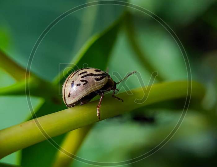Insect macro photography