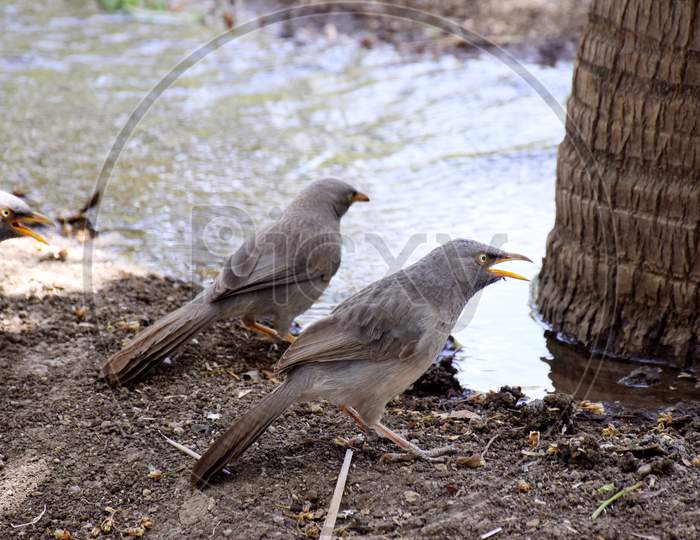 Thirsty Birds, Birds Drinking Water During Irrigation In Fields