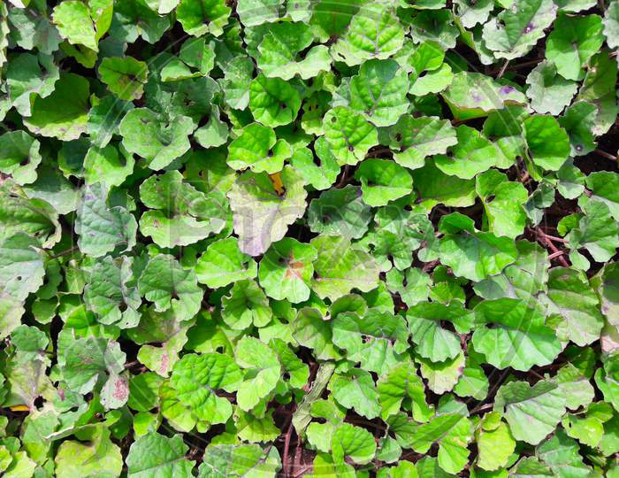 green leaves round cut shape indian farm texture background