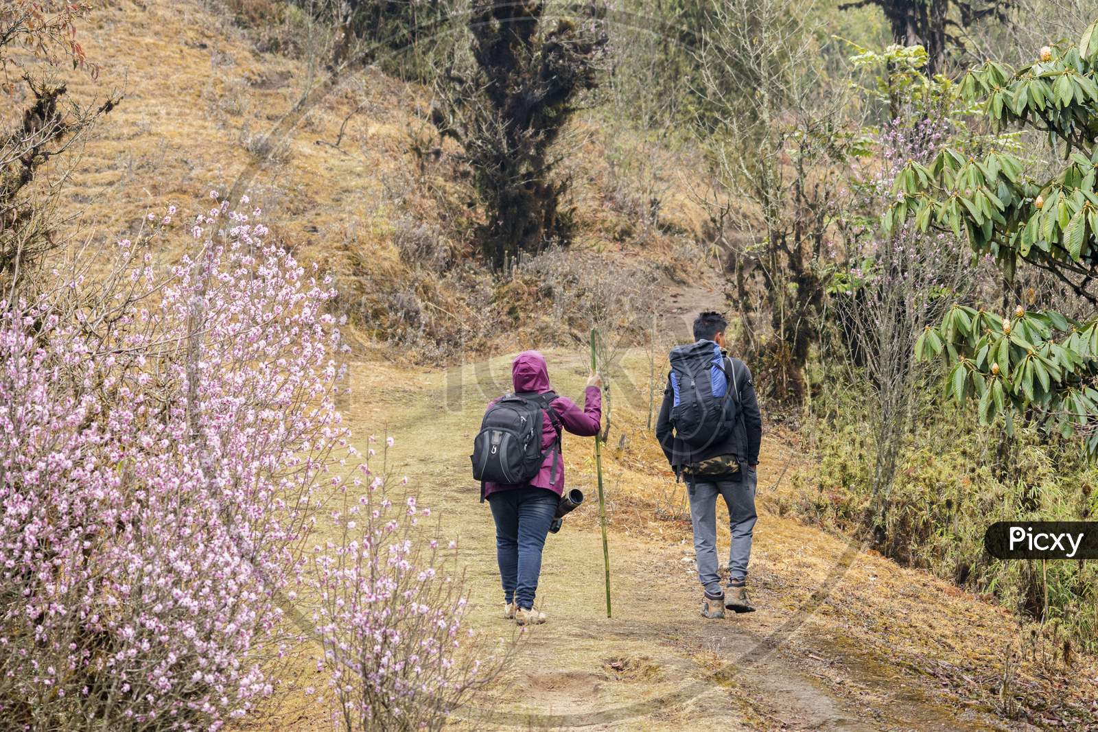 Two Travellers On Their Trekking On The Way To Sandakphu, West Bengal, India With A Bamboo Stick In Theior Hand.