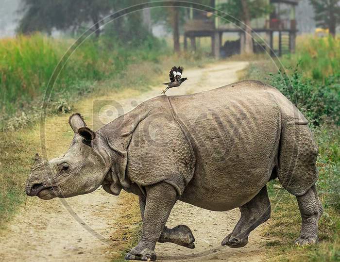 Rhino in jungle