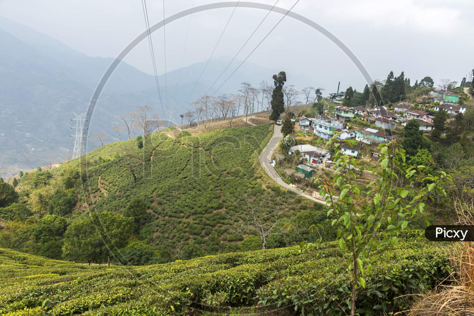 A Small Village Beside Lush Green Tea Garden Of Darjeeling, West Bengal, India.
