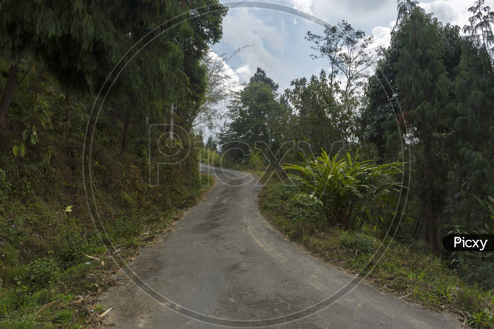 A Village Path Or Road Going Towards Mim Tea Factory, Darjeeling, West Bengal, India