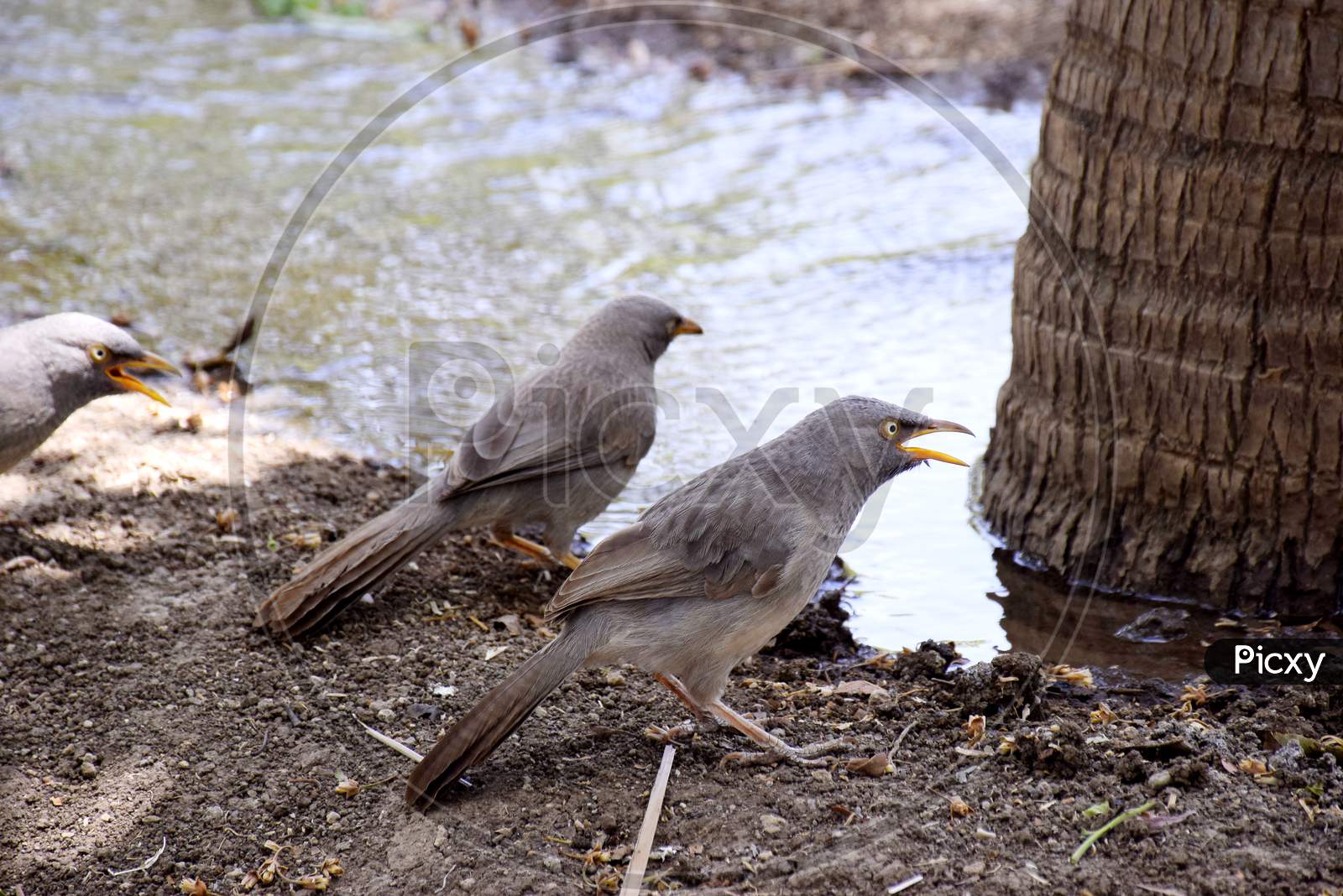 Thirsty Birds, Birds Drinking Water During Irrigation In Fields