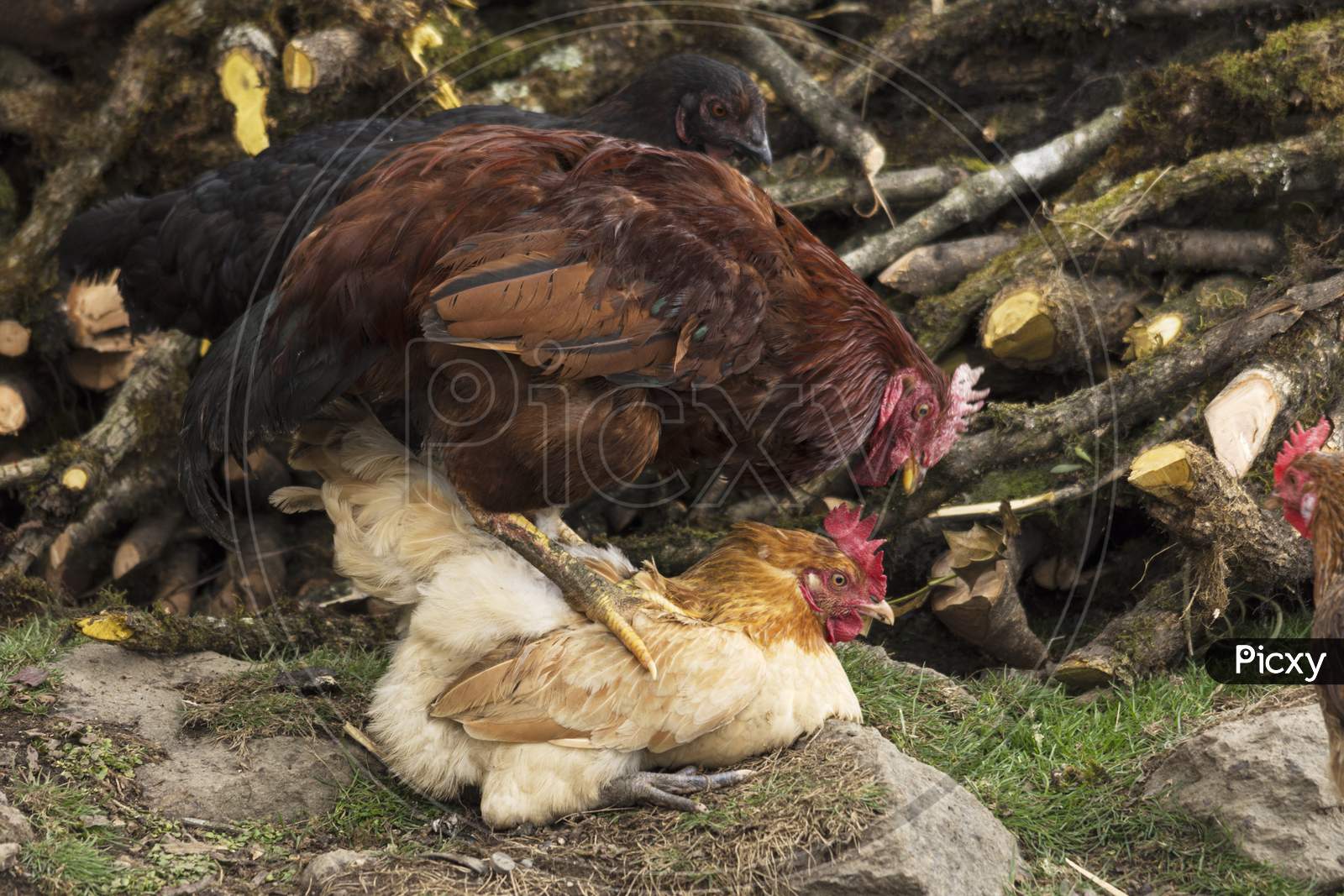 Mating Process Of Hens In A Poultry Farm With Selective Focus.