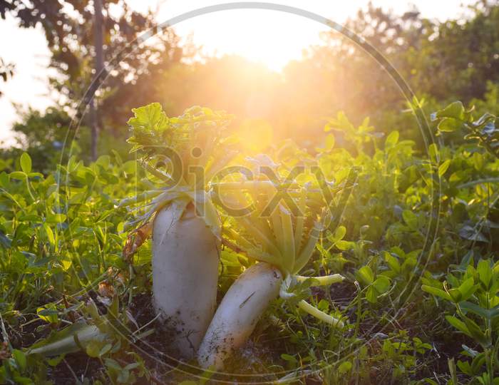 Radish Plants In The Field, Adorable View Of The Evening Of The Fields