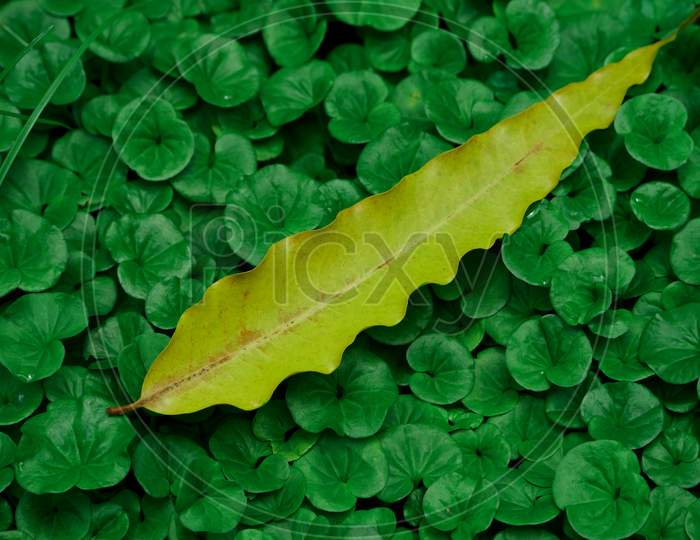 Single Yellow Leaf Isolated Green Natural Surface Odd Color Presentation Concept.