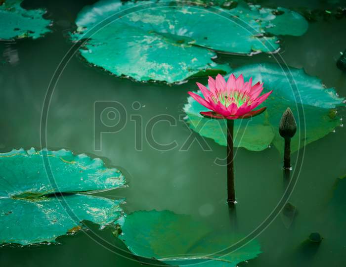 Pink Lotus Flower With Green Leaves On Lake Water Natural Beauty Presentation.