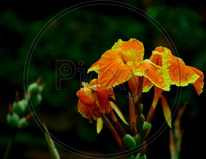 Yellow And Orange Color Beautiful Indian Variety Flower Isolate On Dark Green Background.