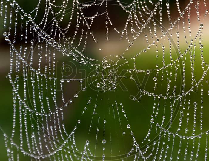 Close-Up Of A Spider Web With Raindrops On A Green Background.
  Cobweb Or Cobweb Natural Rain Pattern Background Close Up. Spider Web Necklace