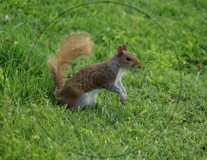 Squirrel Image Standing In Grassland