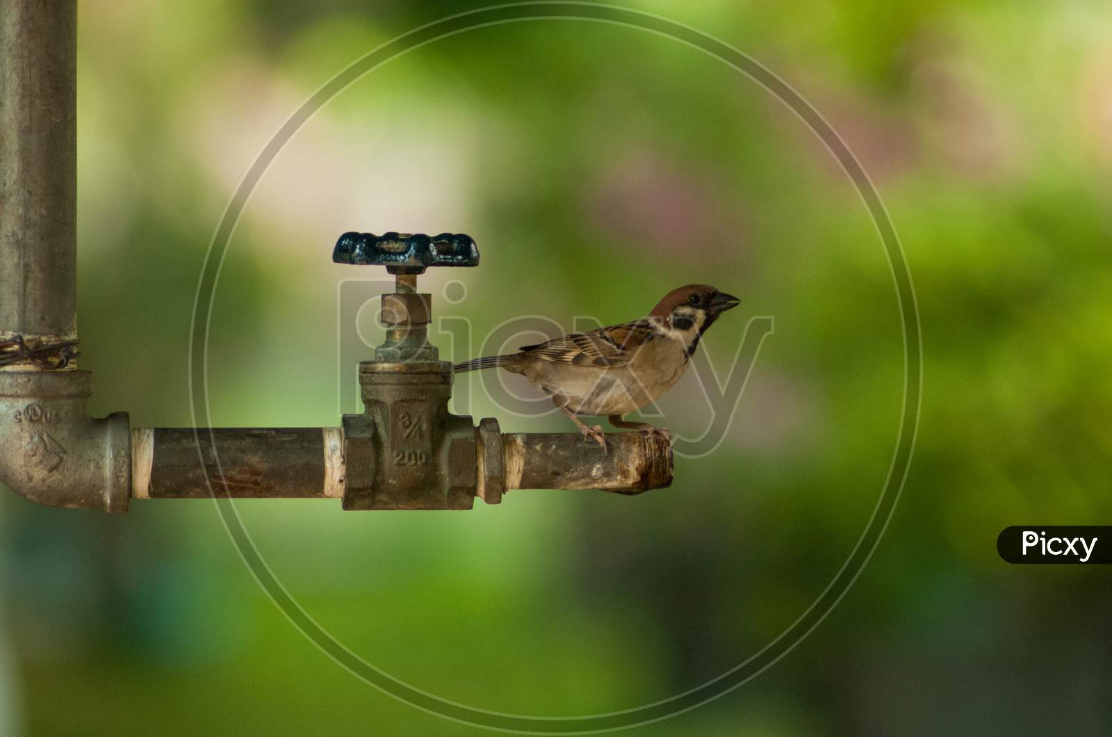 Sparrow at the faucet