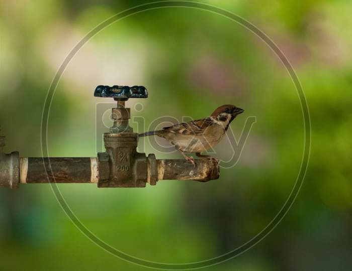 Sparrow at the faucet