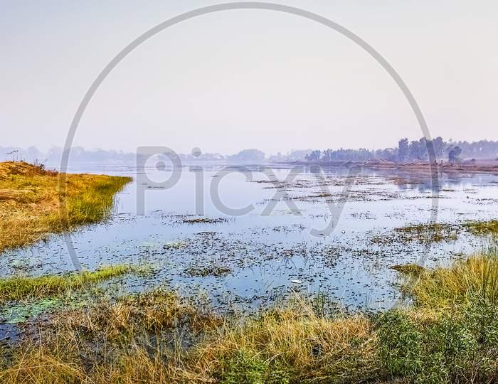 Landscape Picture Of Wetland Ground And Water With Grass And Plants In The Indian Subcontinent , Asia.