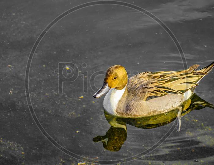 Duck To Swim The Waterside (Shinagawa)