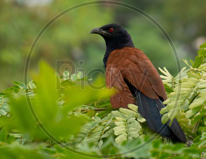 Greater Coucal Bird Belongs to Cuckoo Family sit on the tree with red eyes