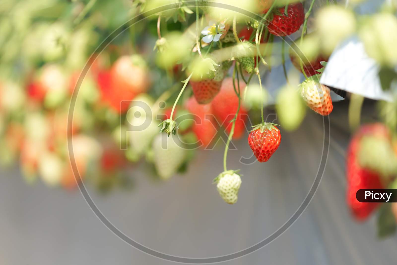 Strawberry Image