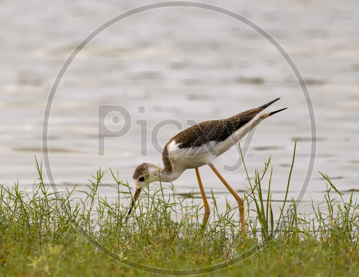 Greater Yellowlegs Sandpiper Eating Insects On Near River.