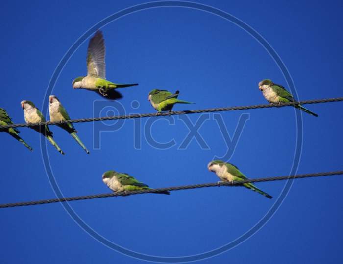 Beautiful Parrots Lying On The Wire