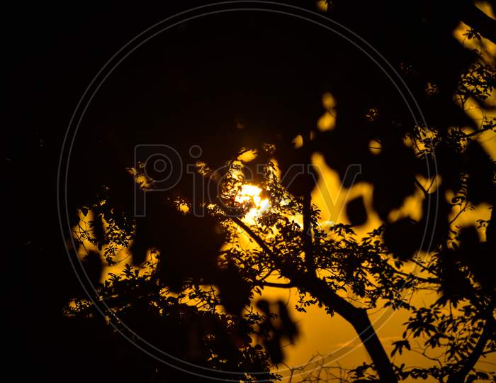 Sunlight comming On a Tree