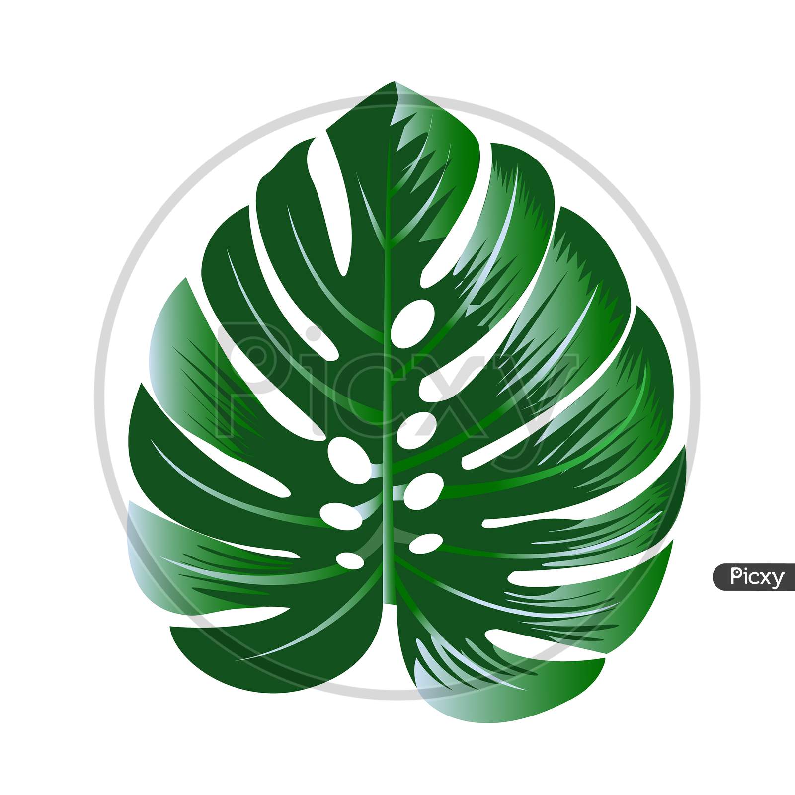 Green Monstera Leaves On White Background Isolate