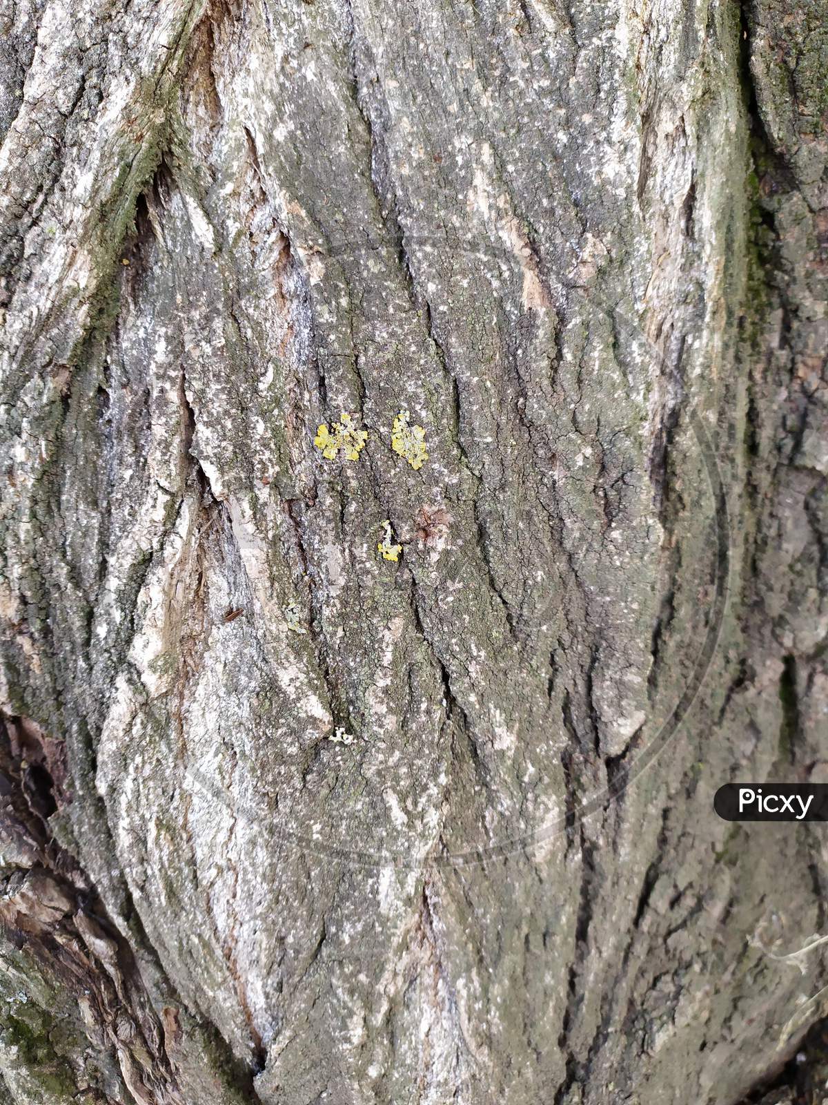 Tree - Bark, Structure, Protection