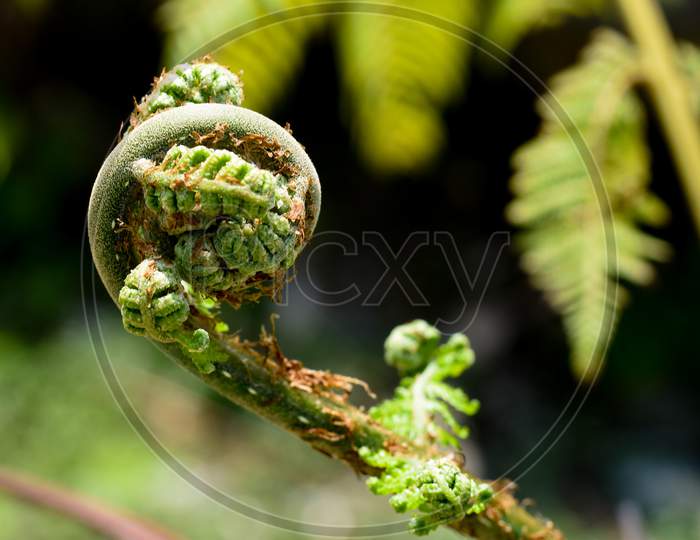 Euphyllophytes, Beautiful Green Spiral Fern .