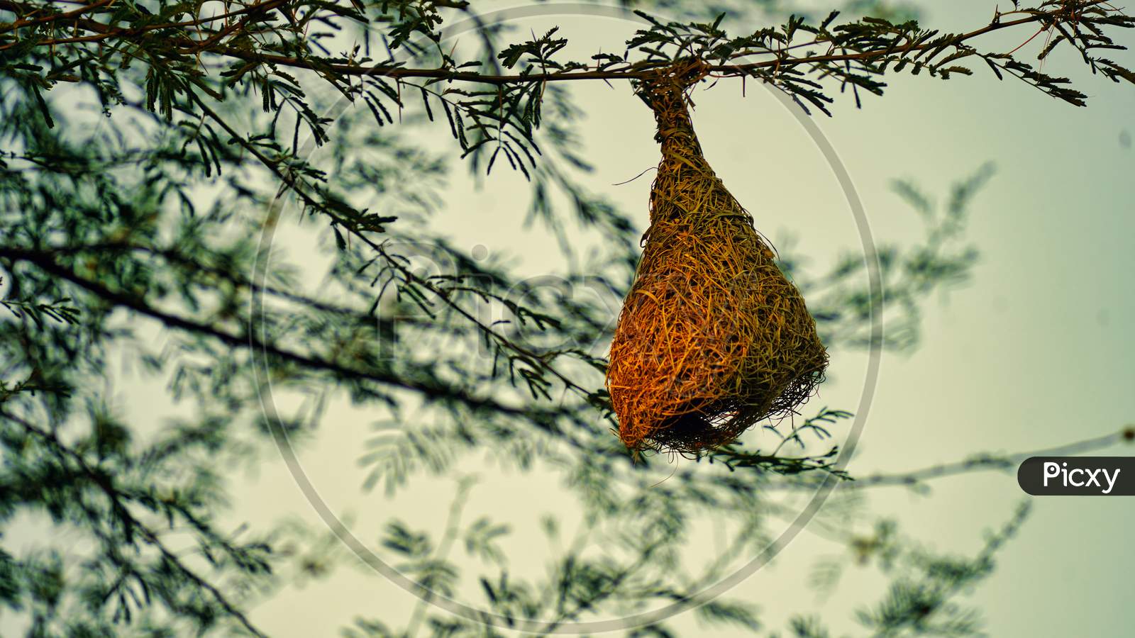 Sun Rays Fall On Hanging Nest. Nature Wildlife Image Of Baya Weaver Bird Nest Hanging On Tree