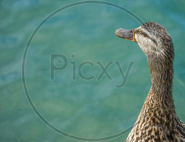 Duck Image