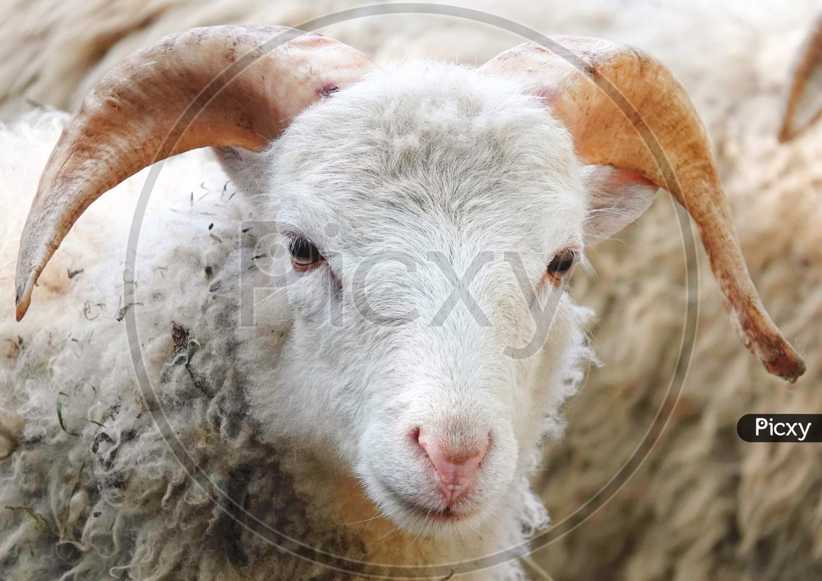 Image of Sheep-EM716737-Picxy
