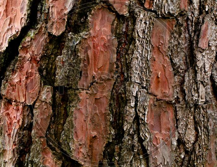 Thick And Scaly Bark Of Pine Tree As Texture