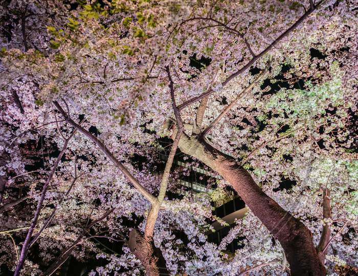 Cherry Blossoms In Tokyo Midtown (Started With Scatter)