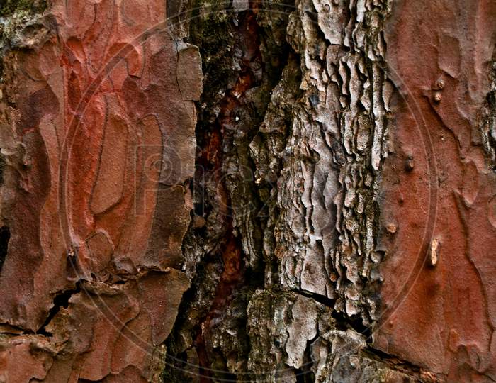 Thick And Scaly Bark Of Pine Tree As Texture