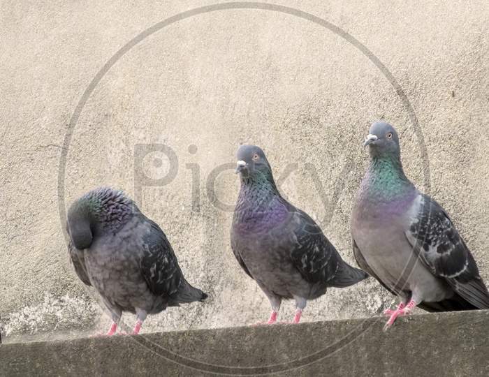 Group Of Pigeon Sitting together.