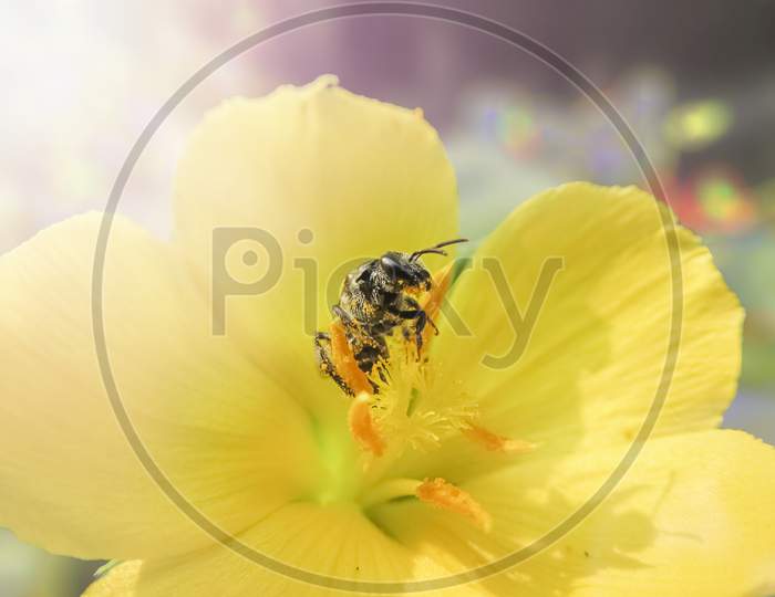 Wasp bee On Yellow Flower in a very close up shot pictures.