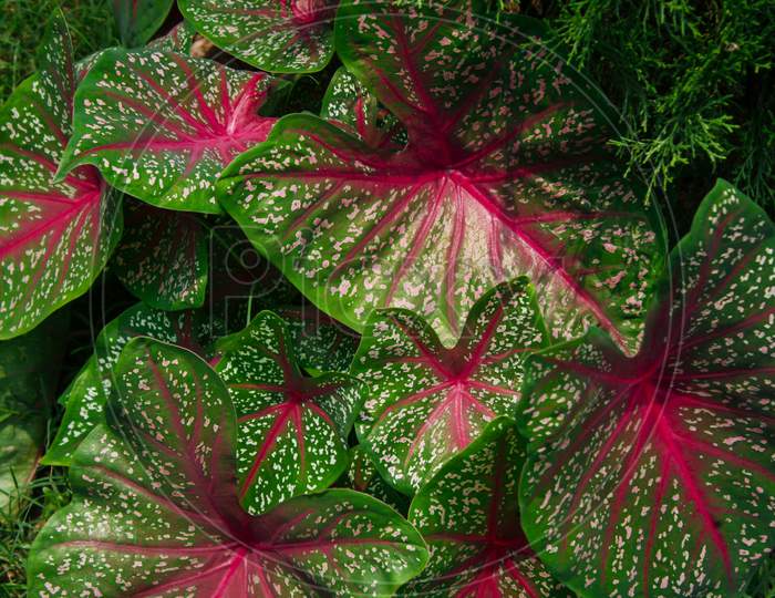 Red and Green leaves of beautiful Garden Croton plants in Bangladesh