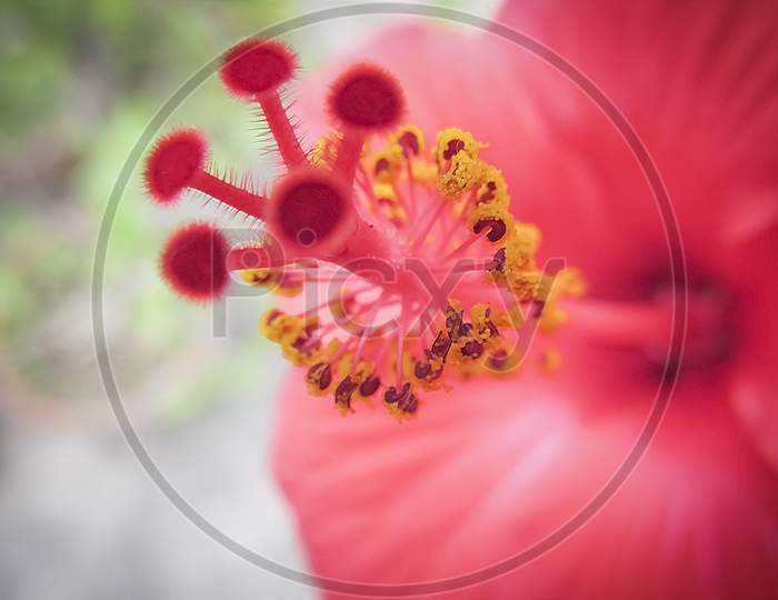 Pollens And Stigma Of Hibiscus  Flower.