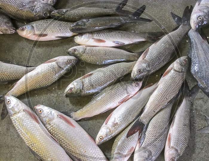 Fish On Sell In The Market Place.