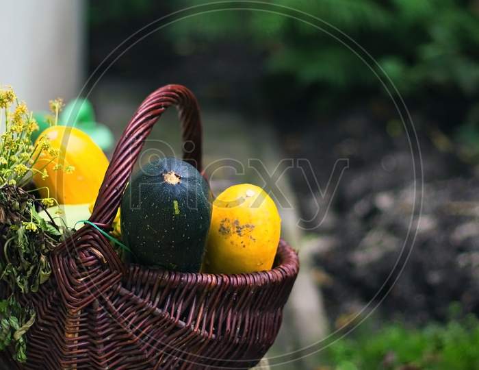 Bunch Of Different Type Of Yellow And Green Zucchini Hand Picked From Organic Garden Ina Basket Against Green Background. Harvest And Gardening Concept