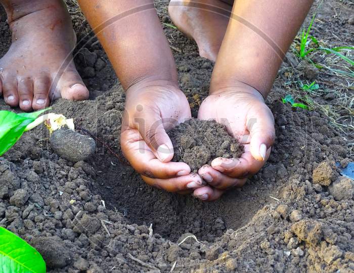 Hands that dig the soil to plant a tree. In the garden.