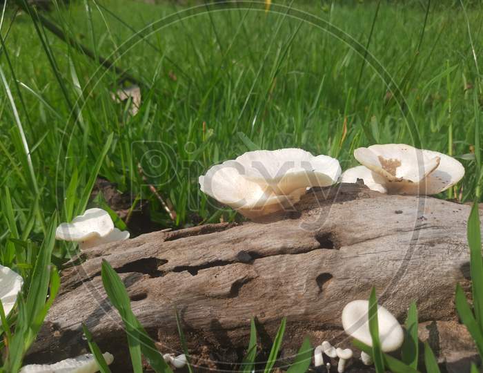 white fungus
