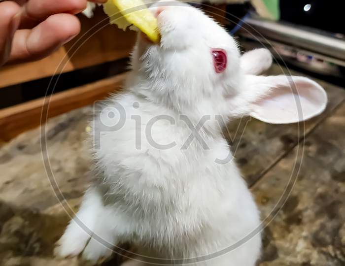 Close Up View Of A White Bunny Eating Potato Chips