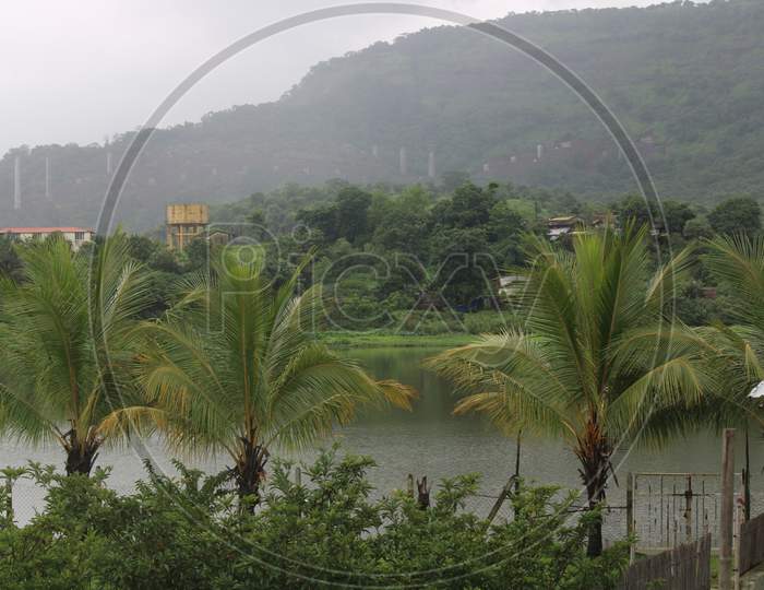 Coconut Trees Near Khopoli Dam