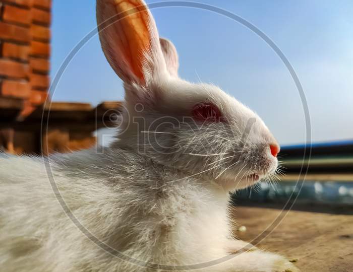 Bunny Rabbit Looking To The Nature And Feel The Nature