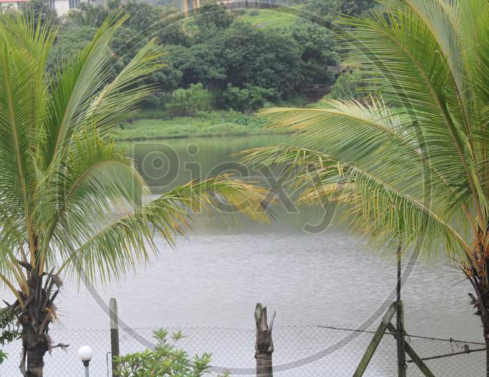 View Of Water Between Coconut Trees