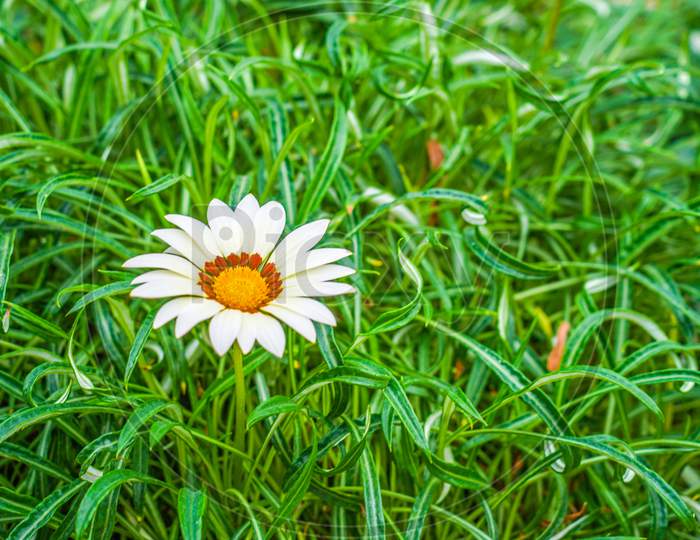 White And Yellow Flower (Daisy Margaret)