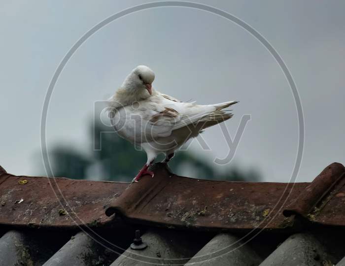 A Beautiful White Pigeon Is Sitting On A Wooden Dovecot