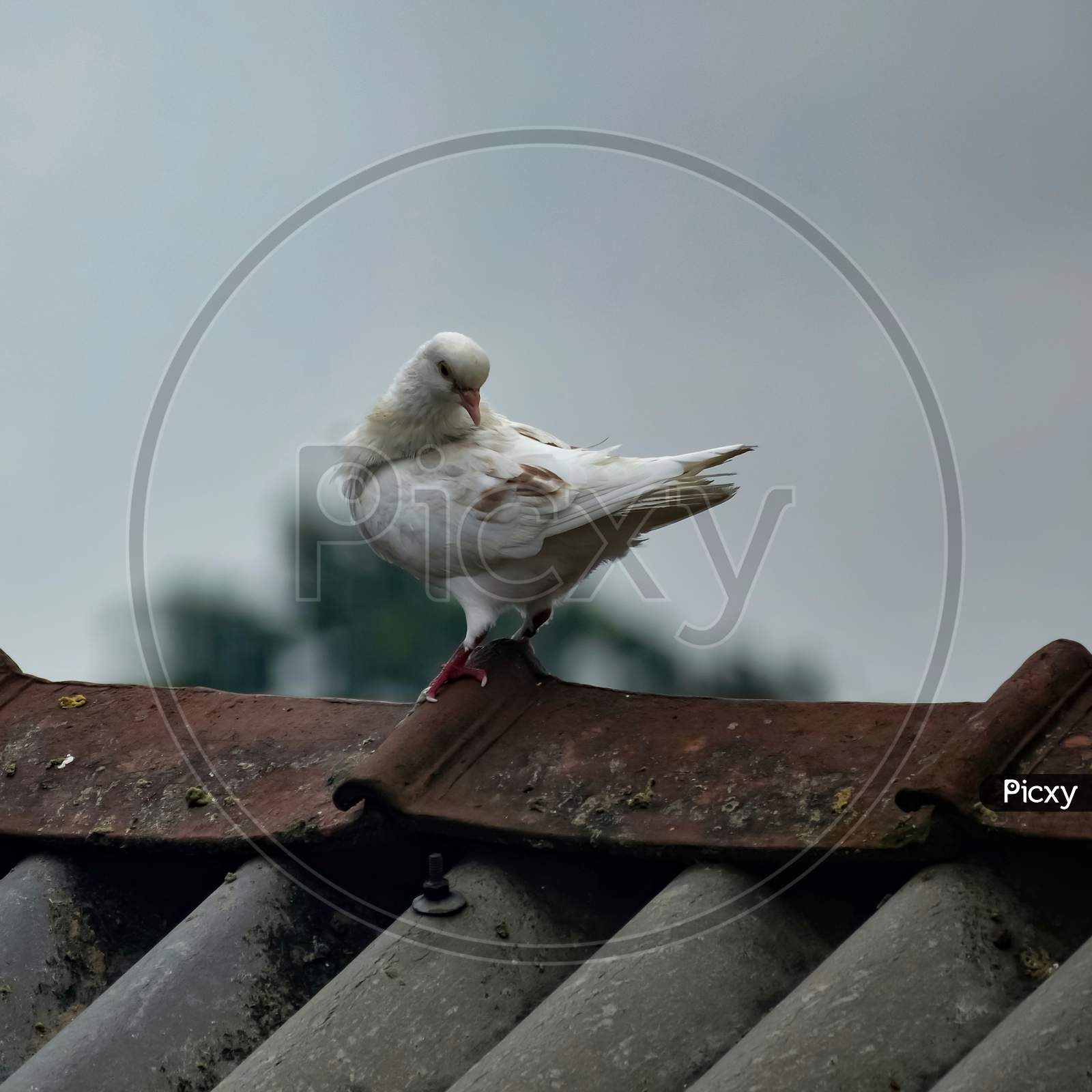A Beautiful White Pigeon Is Sitting On A Wooden Dovecot