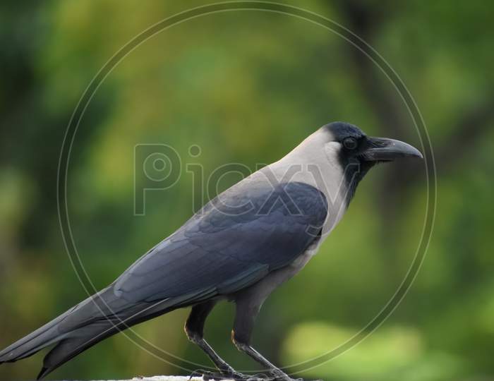 A Beautiful House Crow Black Bird On Roof Top