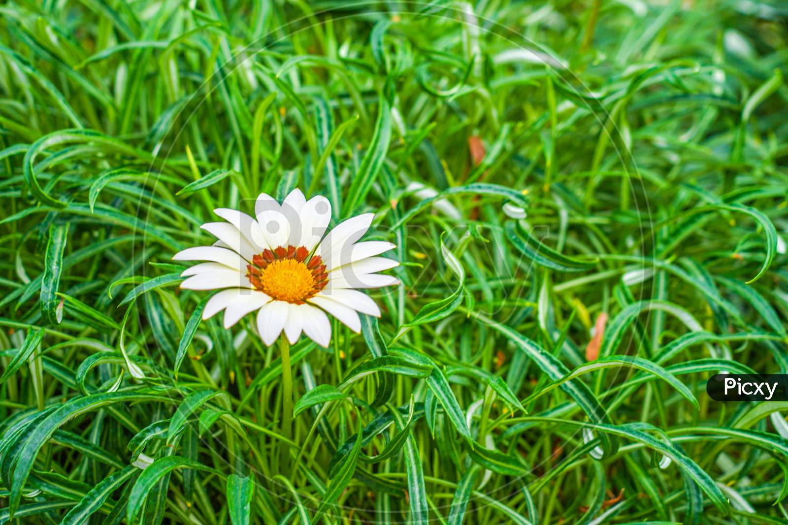 White And Yellow Flower (Daisy Margaret)